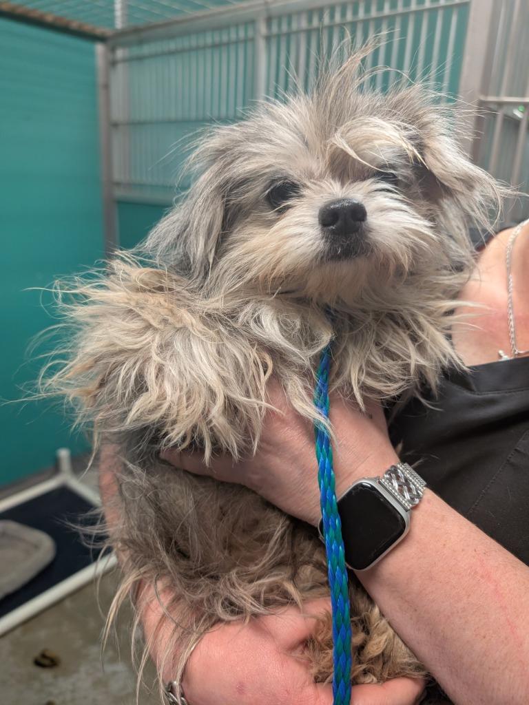 Mimi, a Adoptable mixed breed in Bryan, TX image 2/3