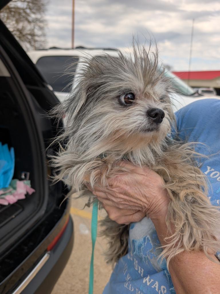 Mimi, a Adoptable mixed breed in Bryan, TX image 3/3