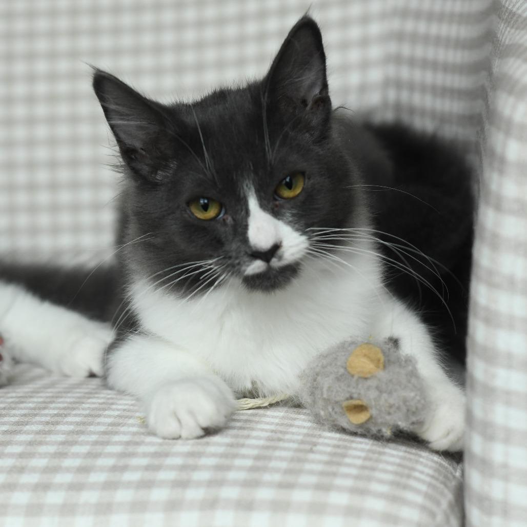 Gregory, Adoptable, Kitten Male Domestic Medium Hair.