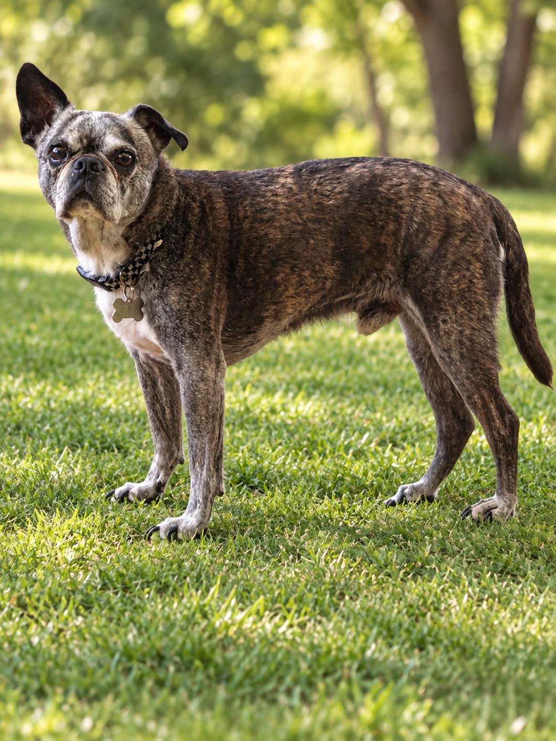 Enlarge Dexter, a Adoptable Boston Terrier in MURRIETA, CA image 2/4