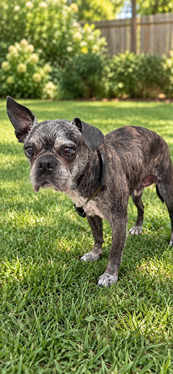 Enlarge Dexter, a Adoptable Boston Terrier in MURRIETA, CA image 3/4