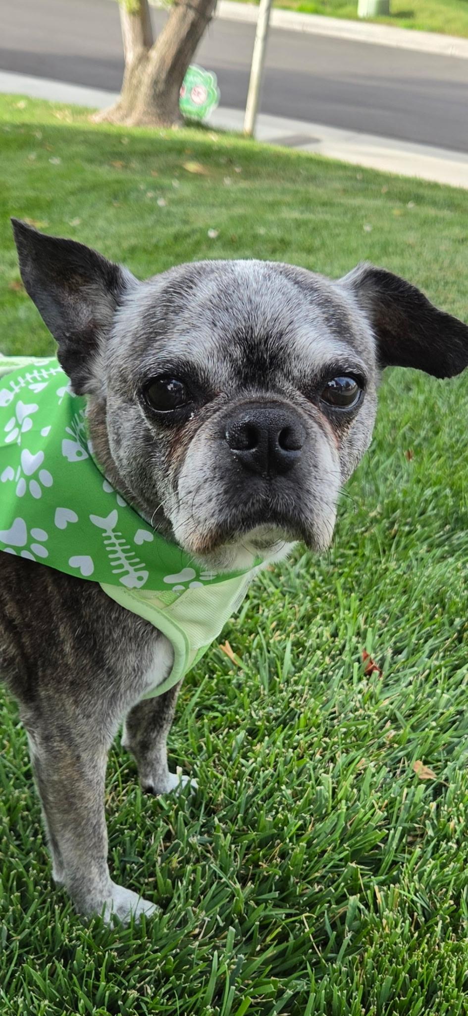 Enlarge Dexter, a Adoptable Boston Terrier in MURRIETA, CA image 4/4