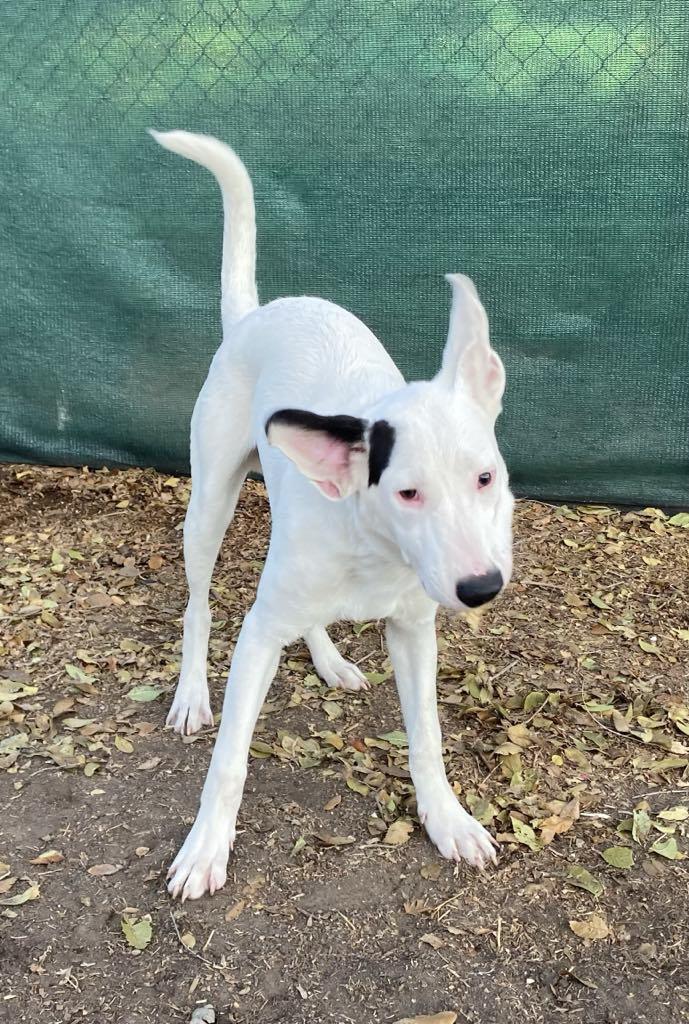 Enlarge Chip, a Adoptable mixed breed in Midway, UT image 1/3