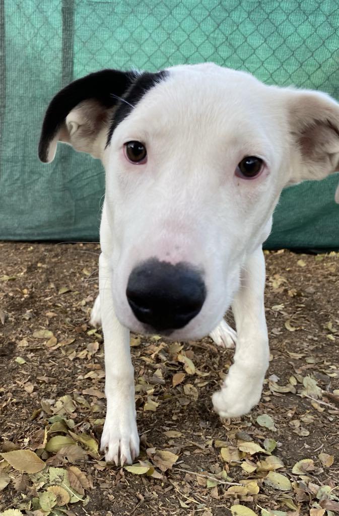 Enlarge Chip, a Adoptable mixed breed in Midway, UT image 2/3