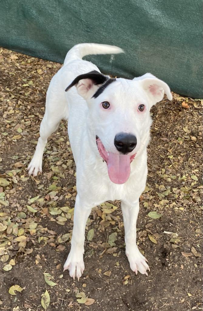 Enlarge Chip, a Adoptable mixed breed in Midway, UT image 3/3