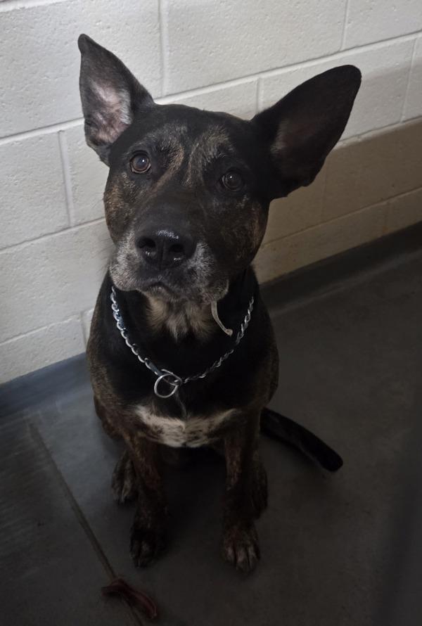 26-03-0810a Diesel, Adoptable, Adult Male German Shepherd Dog.