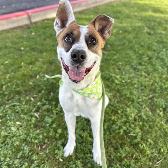 LUFFY, Adoptable, Young Male Pit Bull Terrier.
