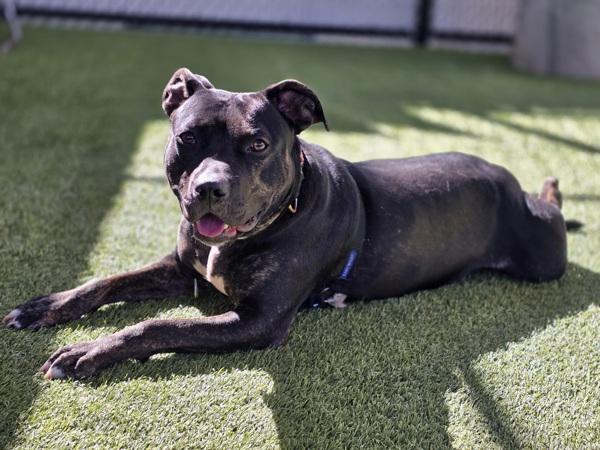 Blackberry, Adoptable, Adult Female Pit Bull Terrier.