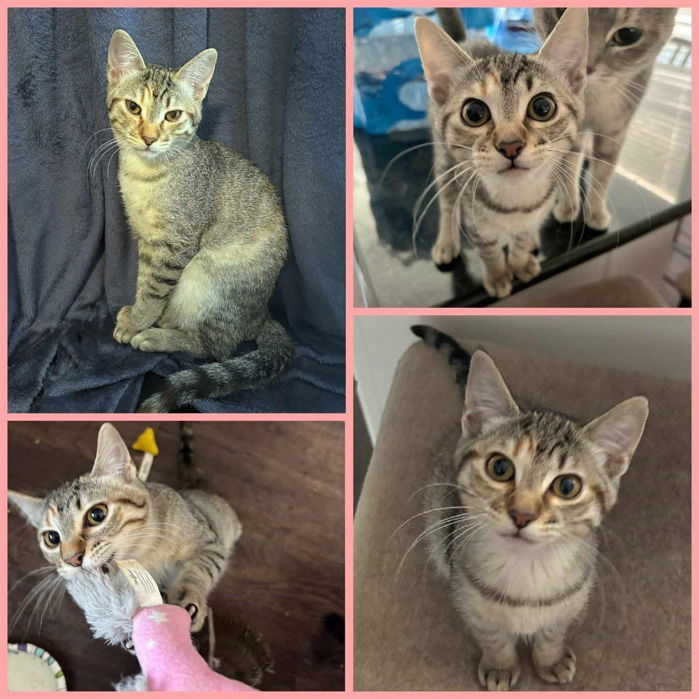 Cassie, an adoptable Tabby, Domestic Short Hair in Lubbock, TX, 79407 | Photo Image 1