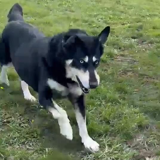 Enlarge Farley, an adopted Mixed Breed in Tioga, PA image 6/6