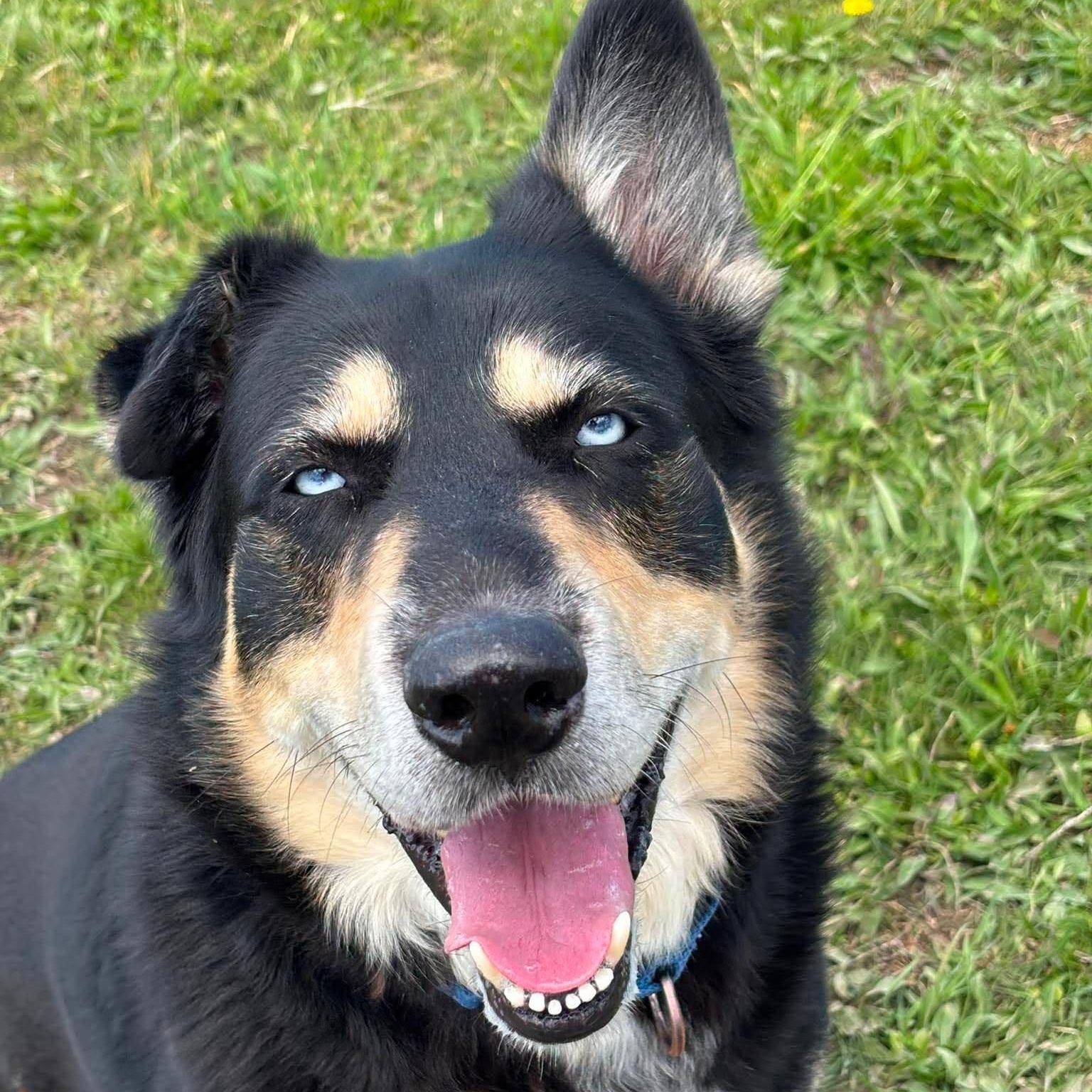 Enlarge Farley, an adopted Mixed Breed in Tioga, PA image 2/6