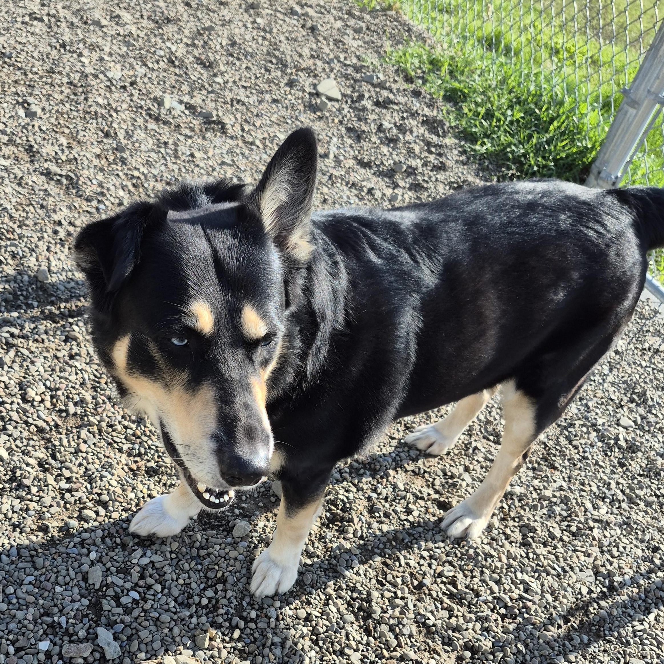 Enlarge Farley, an adopted Mixed Breed in Tioga, PA image 4/6