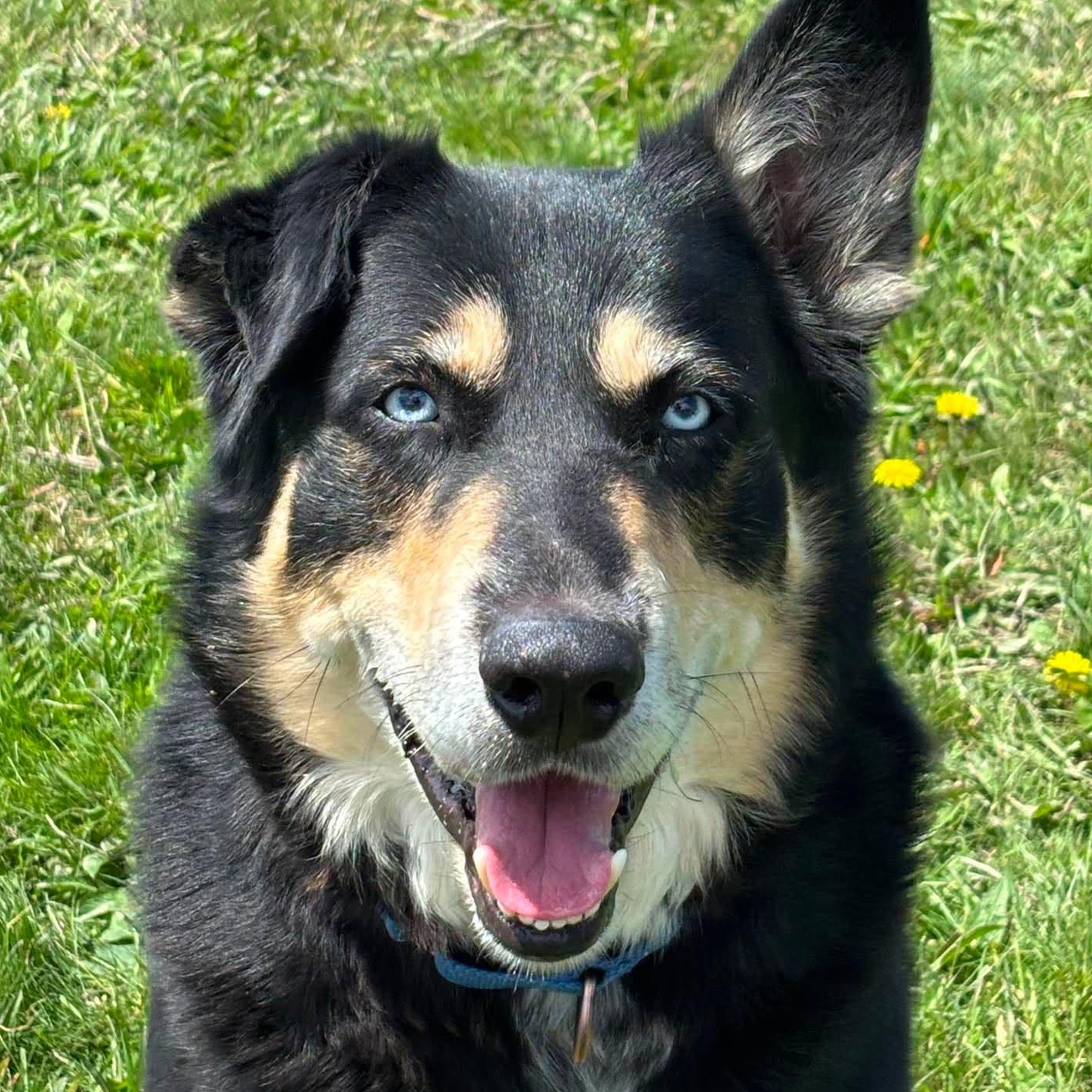 Farley, adopted, Adult Male Mixed Breed.
