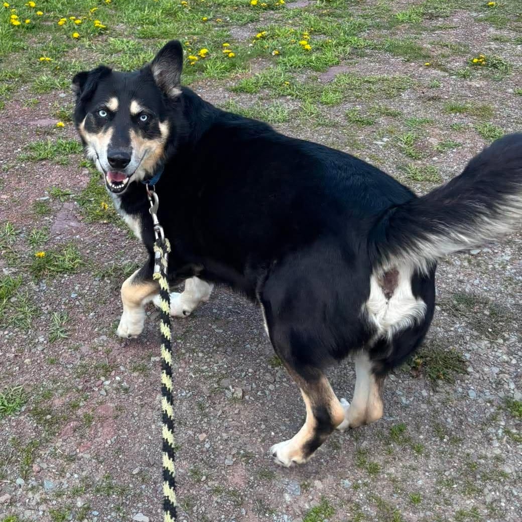 Enlarge Farley, an adopted Mixed Breed in Tioga, PA image 3/6