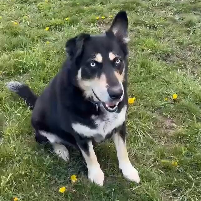 Enlarge Farley, an adopted Mixed Breed in Tioga, PA image 5/6