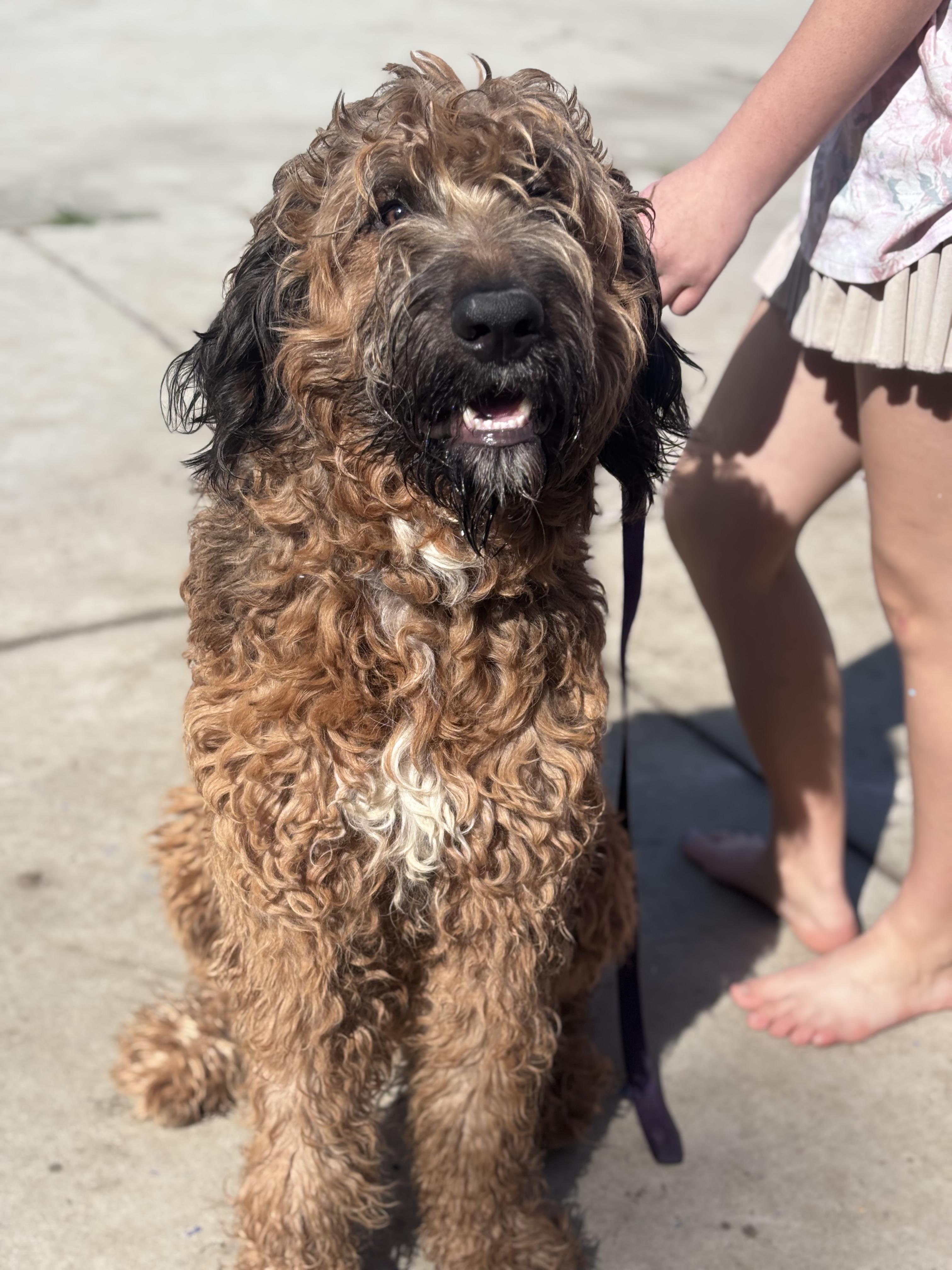 Kream, ADOPTABLE, Young Male Bernadoodle.