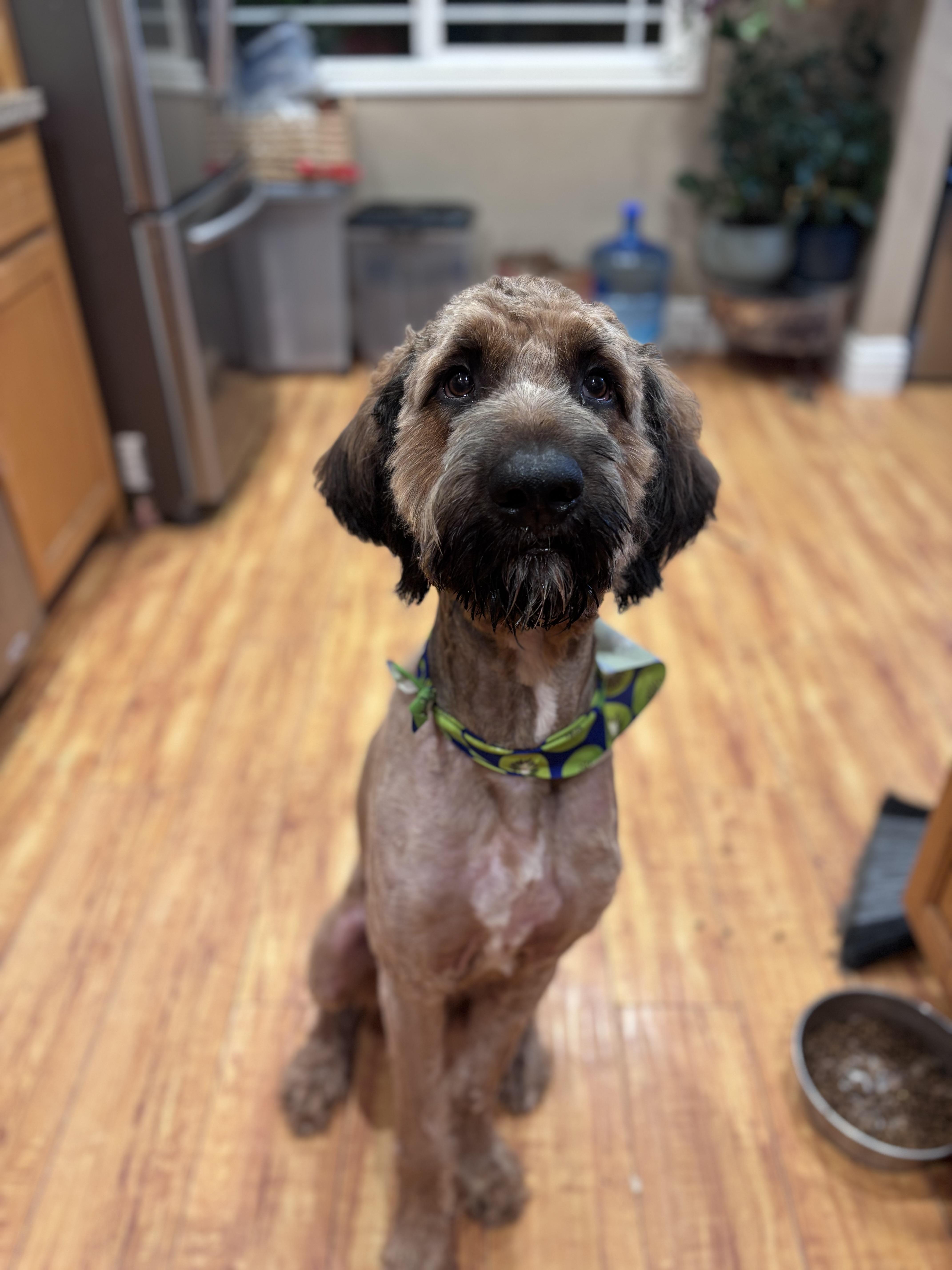 Enlarge Kream, an adoptable Bernadoodle in Corona, CA image 3/4