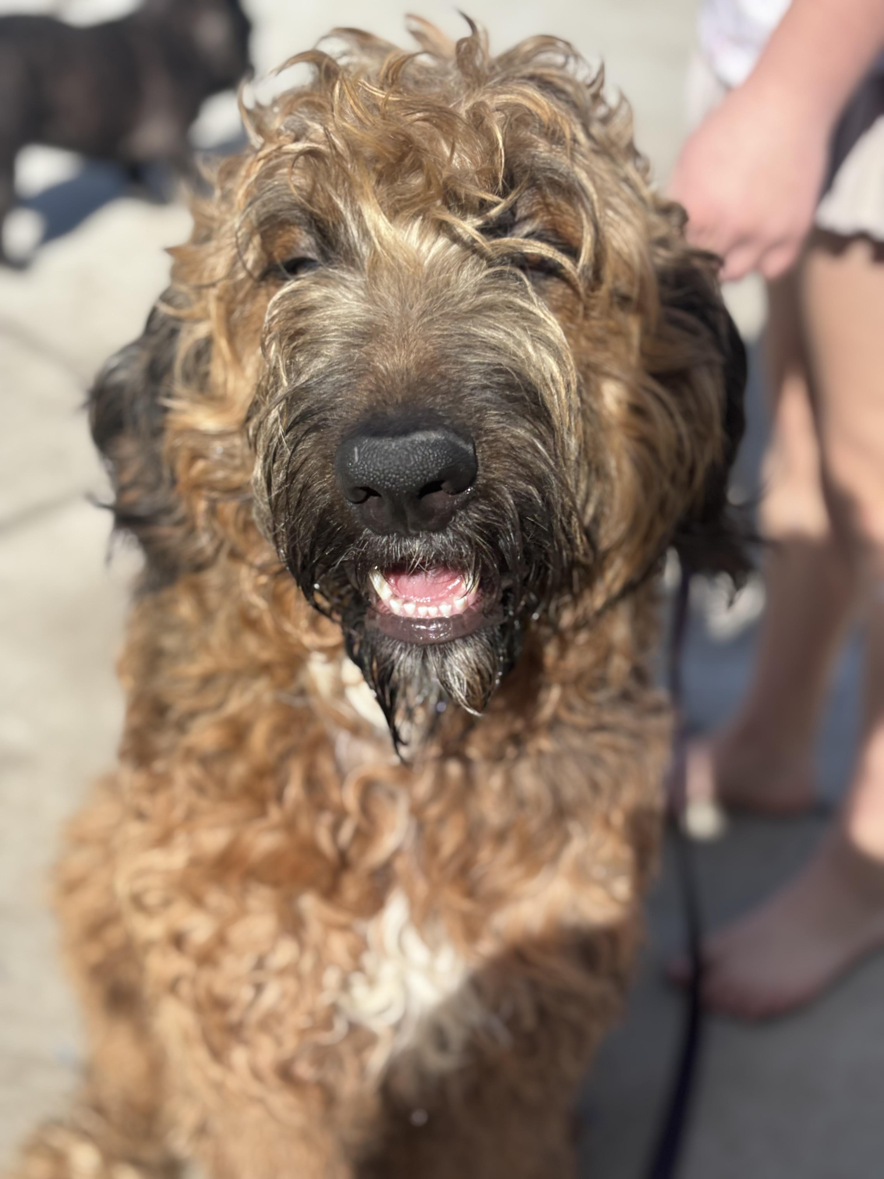 Enlarge Kream, an adoptable Bernadoodle in Corona, CA image 2/4