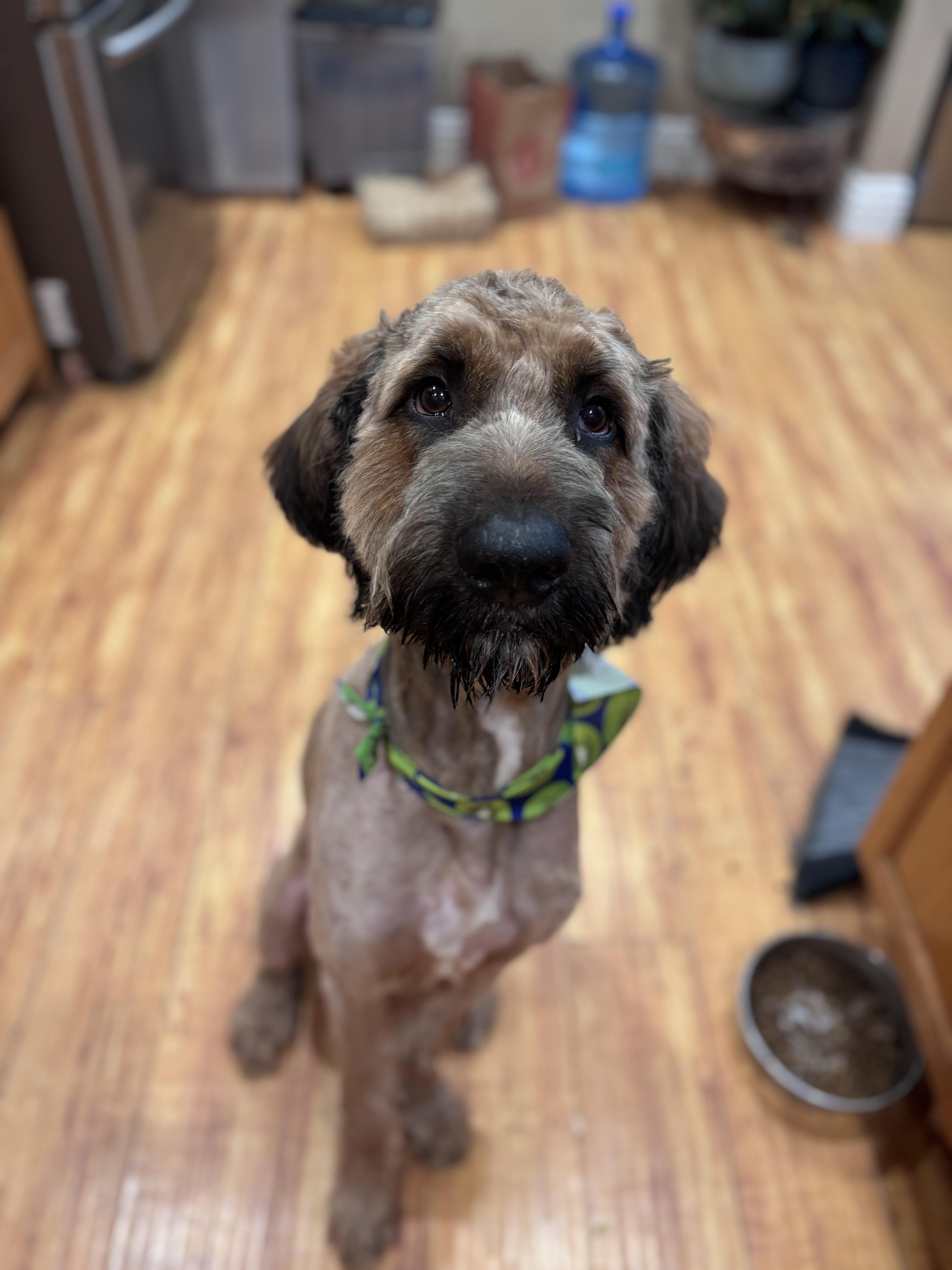Enlarge Kream, an adoptable Bernadoodle in Corona, CA image 4/4