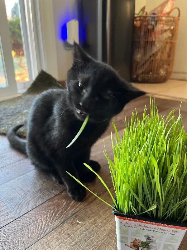 Mulligan, Adoptable, Young Male Domestic Short Hair.