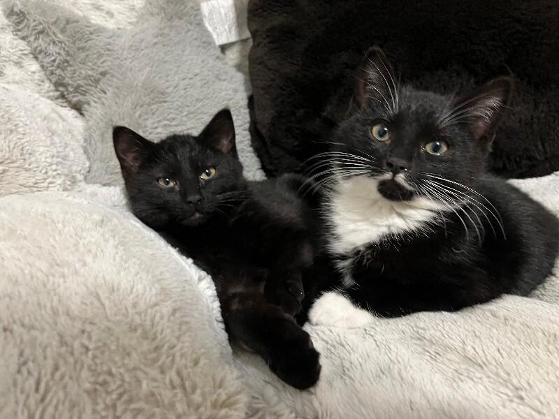 Enlarge Mulligan, a Adoptable Domestic Short Hair in Fort Collins, CO image 3/3