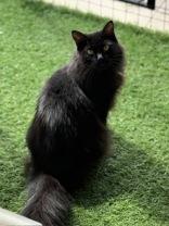 Nolan, Adoptable, Adult Male Domestic Long Hair.