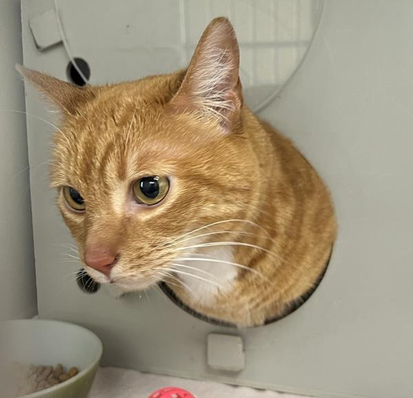 Enlarge Cheyo, a Adoptable mixed breed in Escondido, CA image 1/1