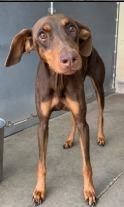 Dewberry, Adoptable, Young Female Doberman Pinscher.
