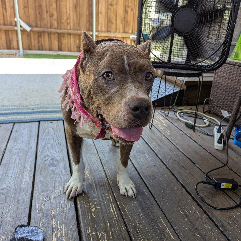 Freyja, Adoptable, Adult Female Pit Bull Terrier.