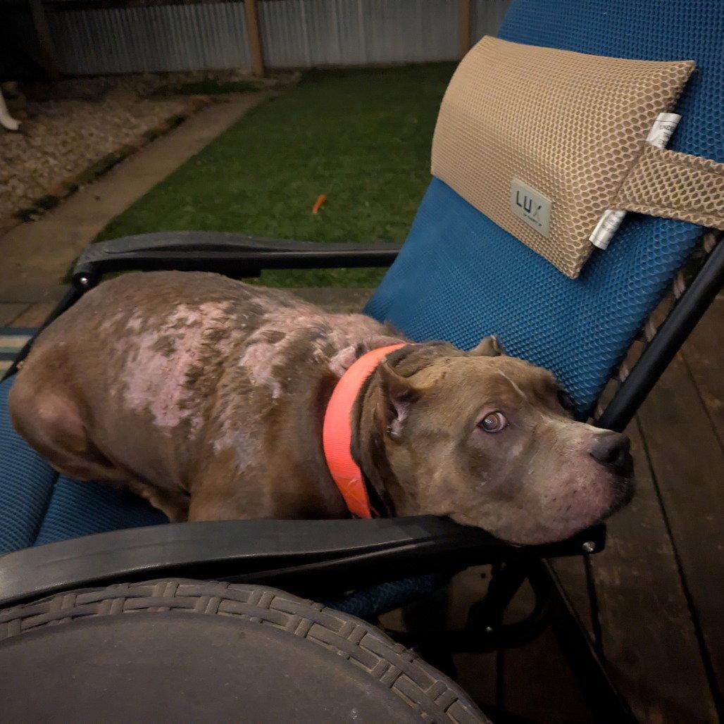 Freyja, a Adoptable Pit Bull Terrier in Dallas, TX image 2/3