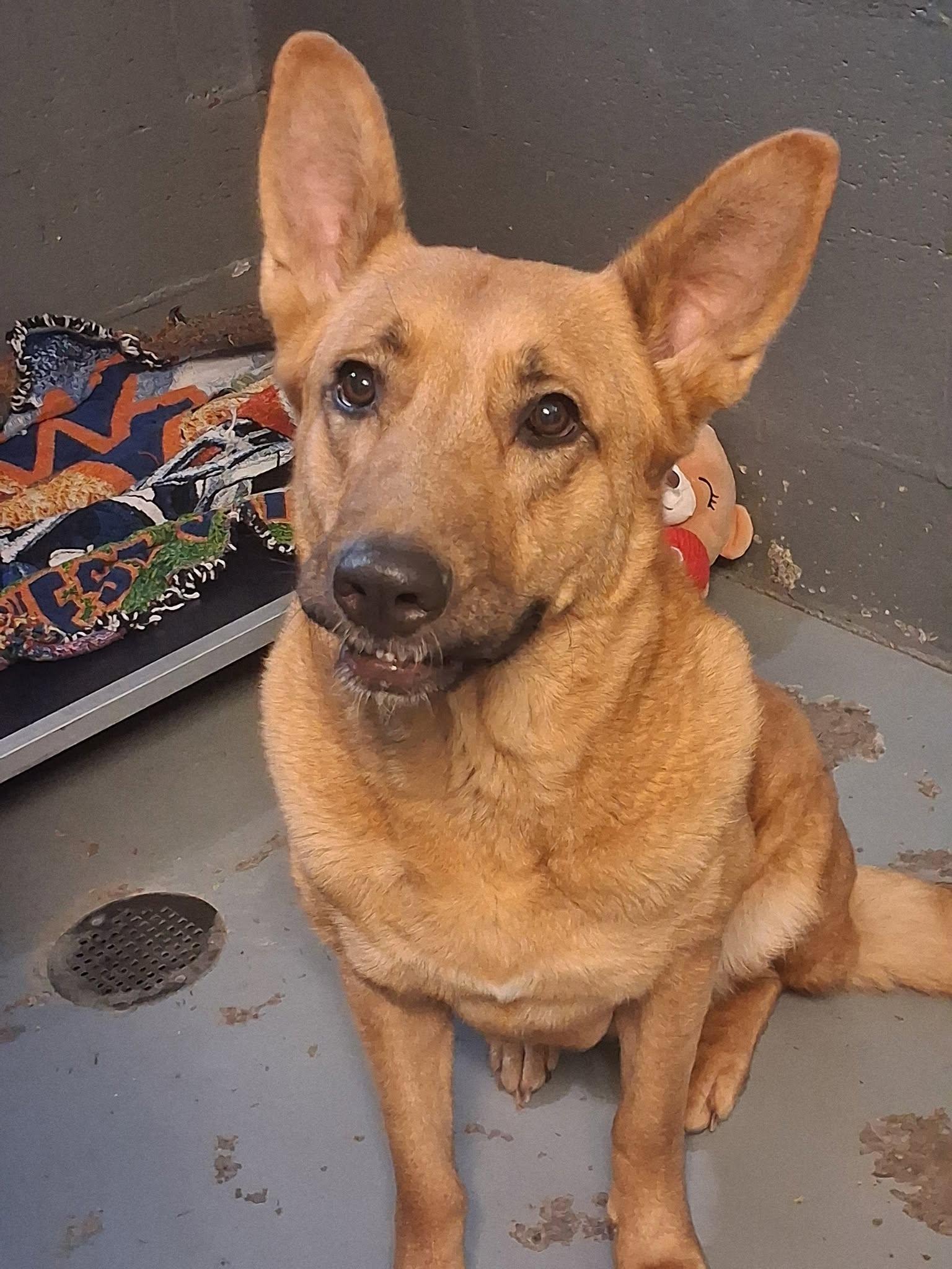 Enlarge Nellie, a ADOPTABLE mixed breed in Stuart, VA image 1/1