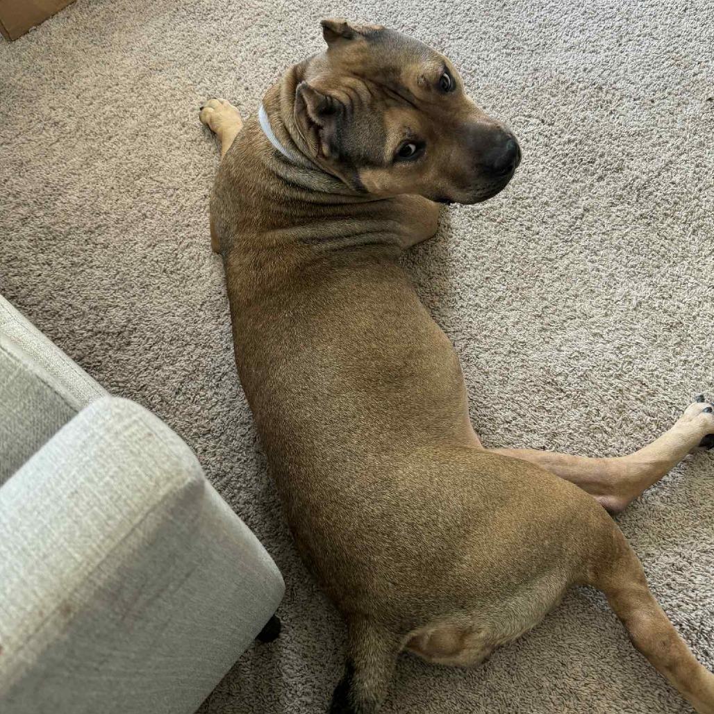 Tracy, Adoptable, Adult Female Pit Bull Terrier.