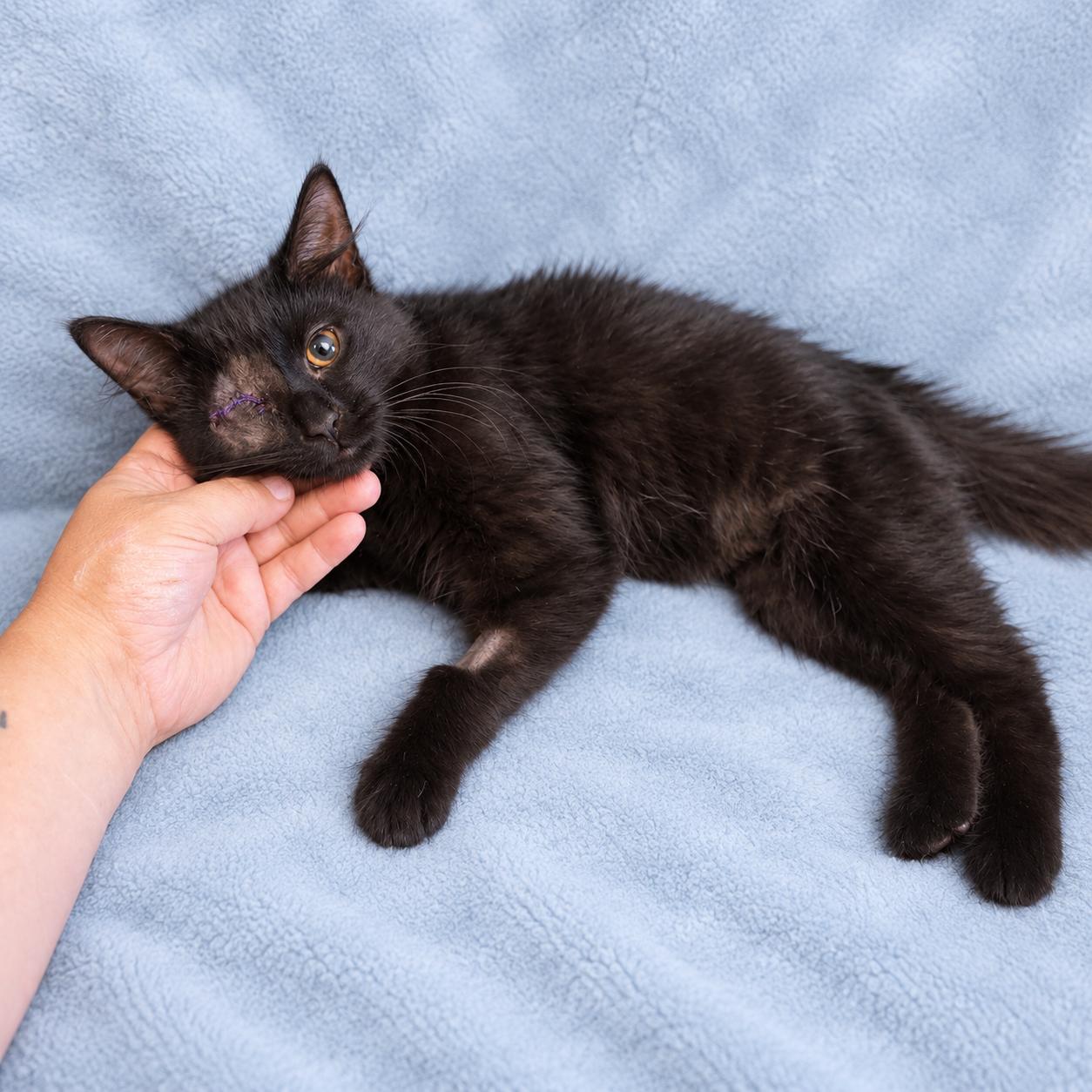 Enlarge Roxanne, a Adopted Domestic Long Hair in Blue Earth, MN image 2/3