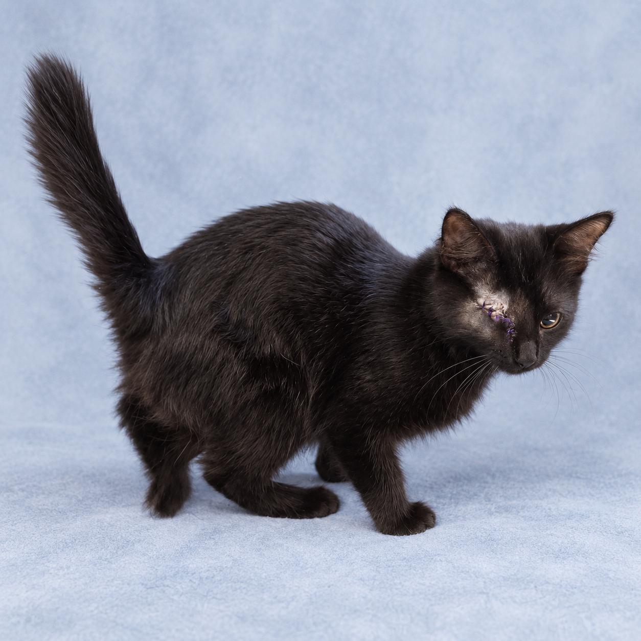Enlarge Roxanne, a Adopted Domestic Long Hair in Blue Earth, MN image 3/3