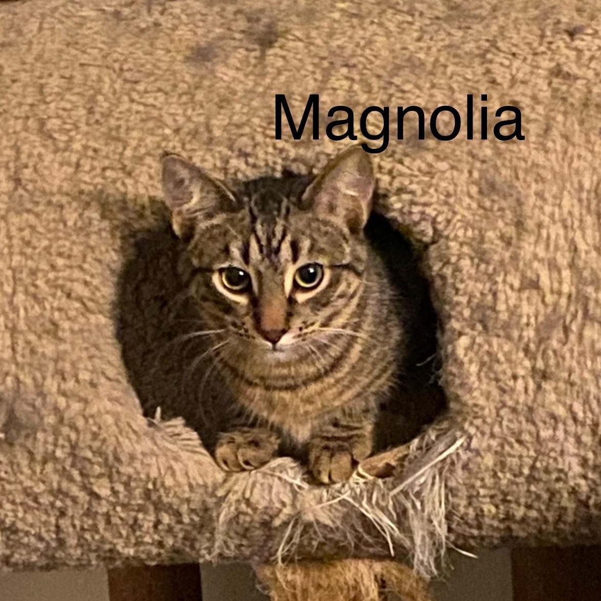 Enlarge Magnolia, a Adoptable Domestic Short Hair in Menasha, WI image 1/2