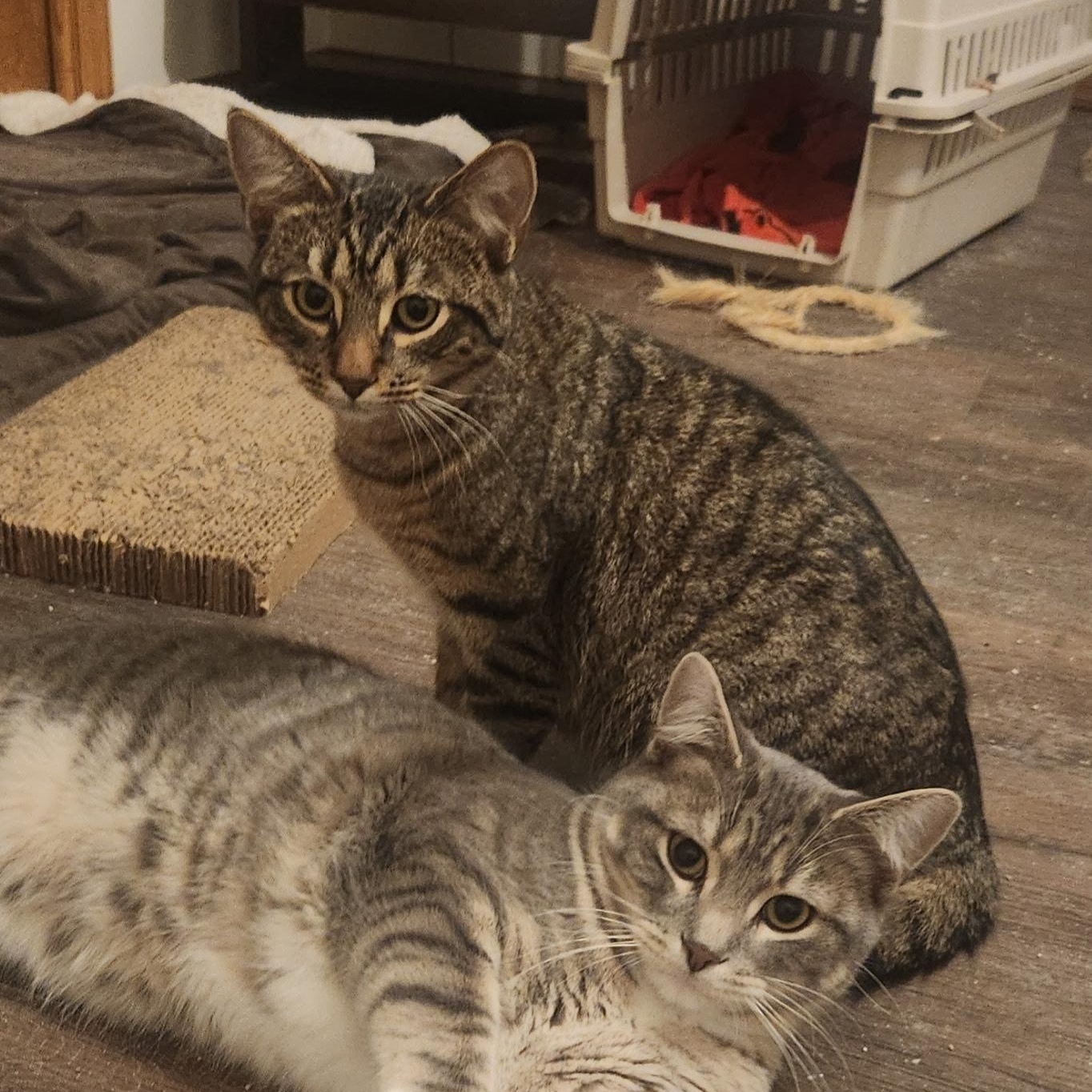 Enlarge Magnolia, a Adoptable Domestic Short Hair in Menasha, WI image 2/2