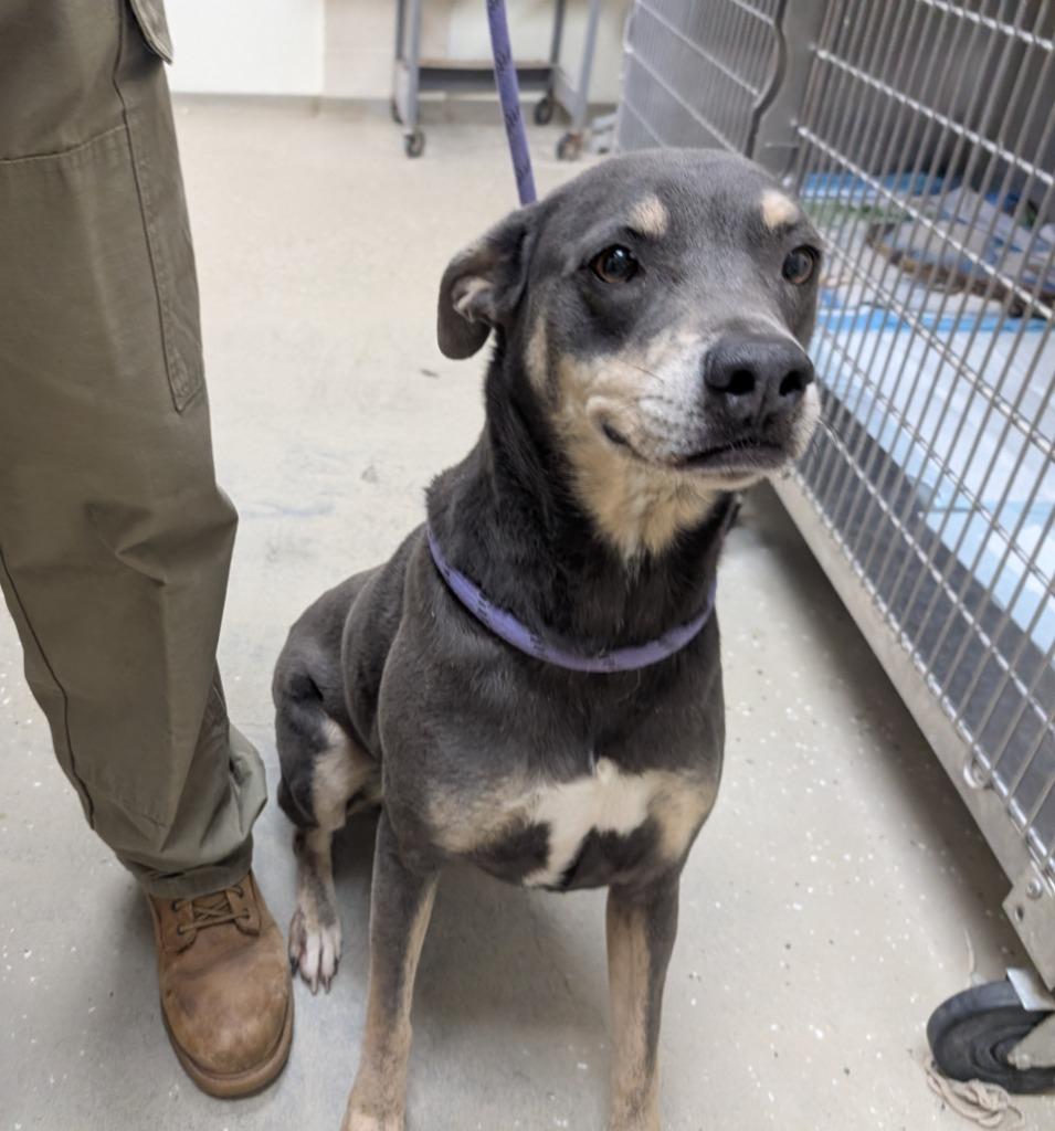 Coco, Adoptable, Adult Female Pit Bull Terrier.