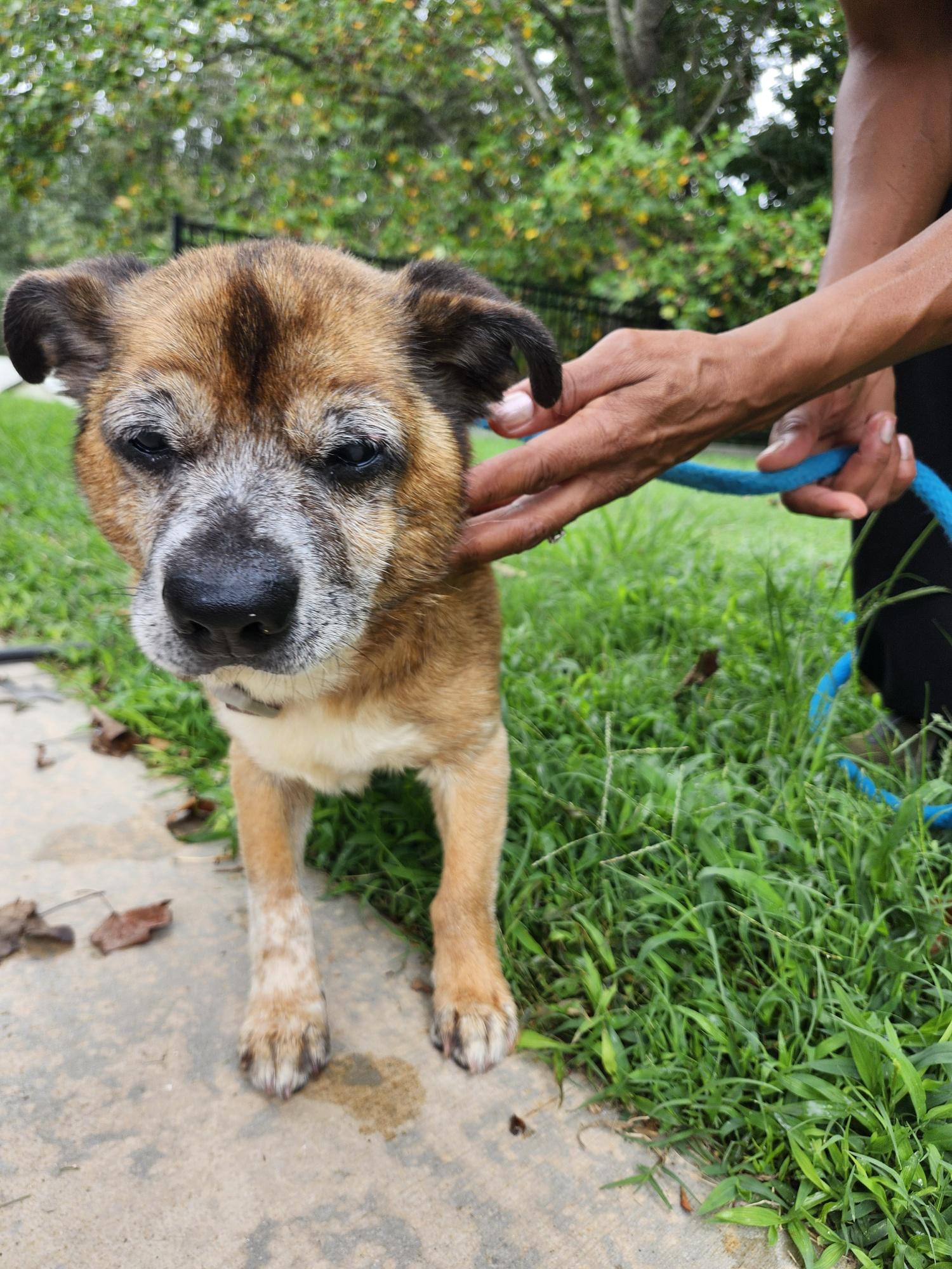 Milo, an adopted Mixed Breed in Westminster, SC image 1/5