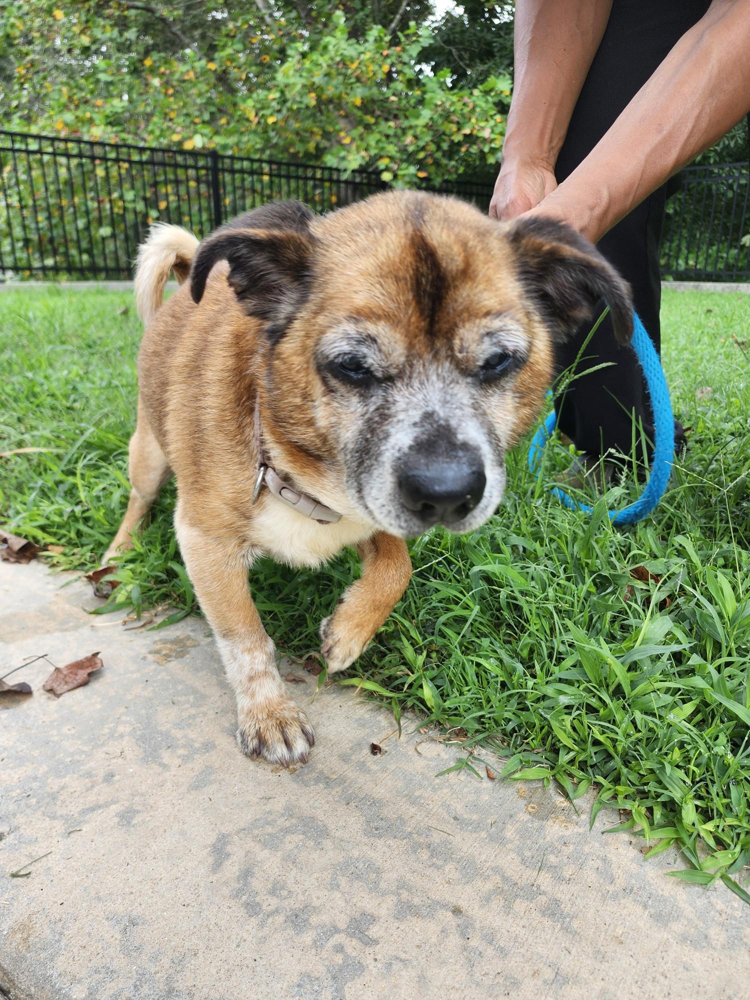 Milo, an adopted Mixed Breed in Westminster, SC image 2/5