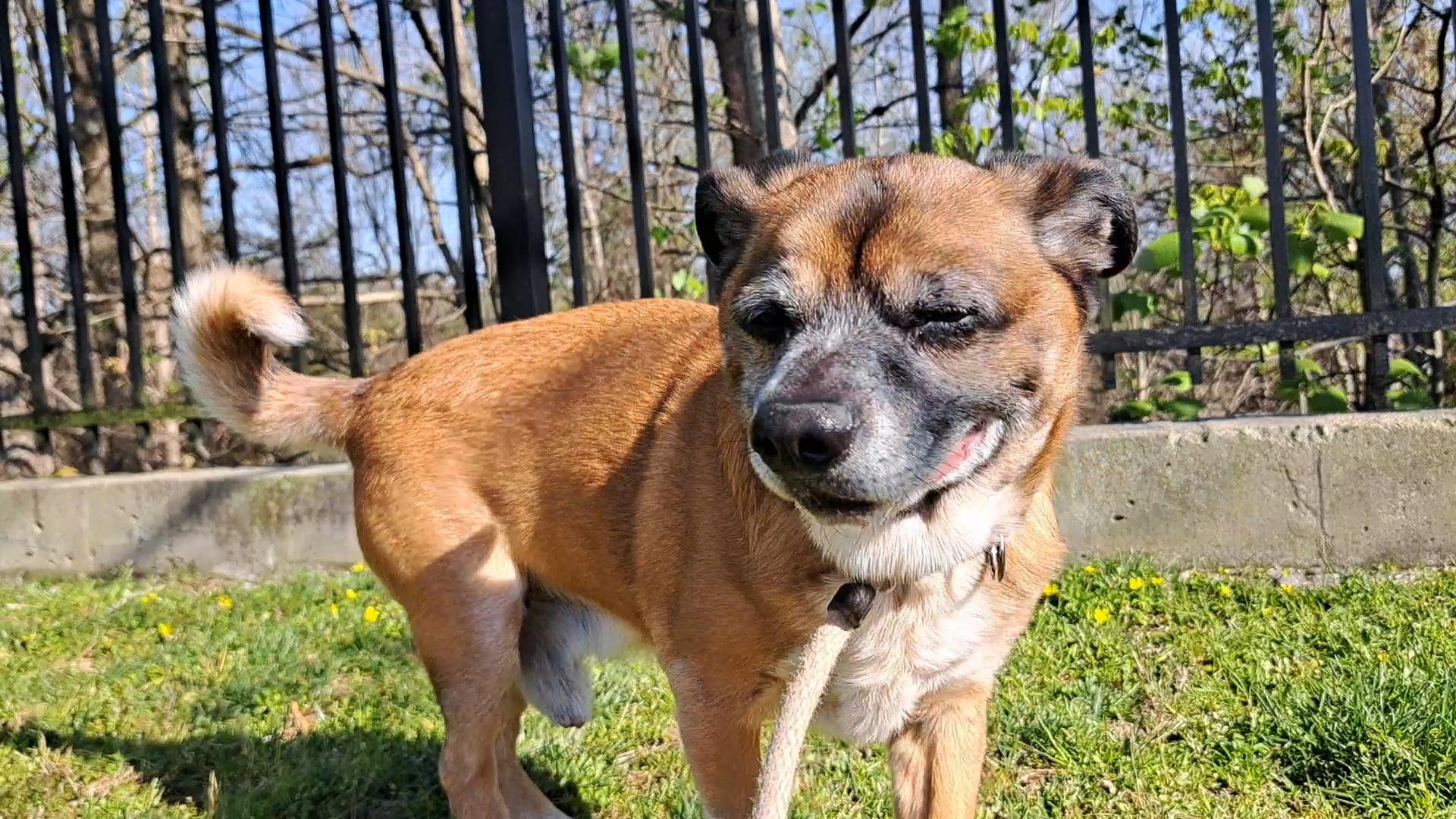 Milo — thumbnail 3