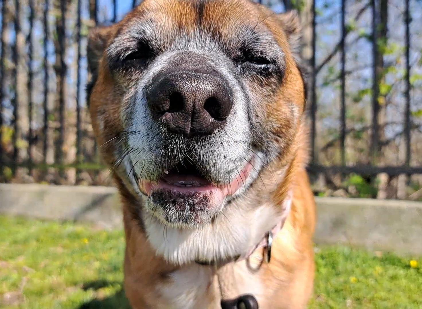 Milo, an adopted Mixed Breed in Westminster, SC image 4/5