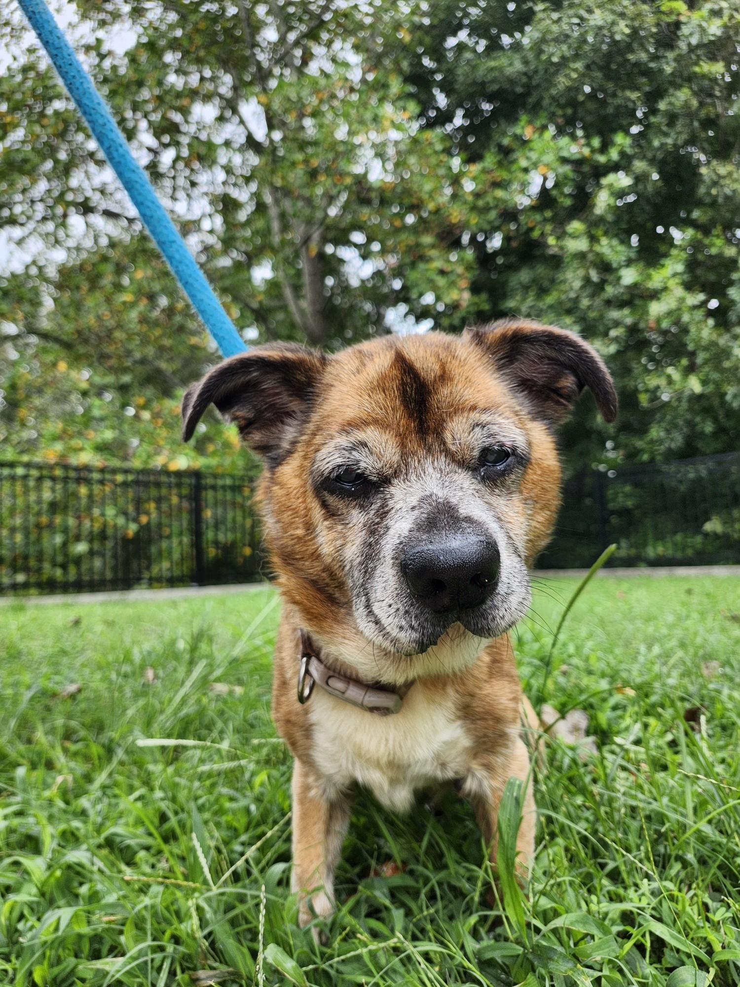 Milo, an adopted Mixed Breed in Westminster, SC image 5/5