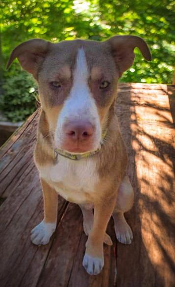 Enlarge Bucky, a Adoptable mixed breed in Spring, TX image 1/6