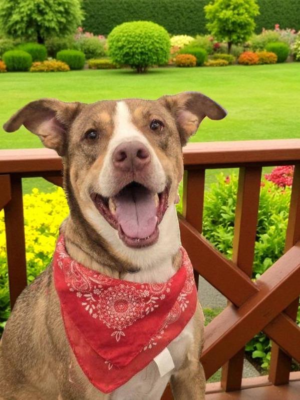 Enlarge Bucky, a Adoptable mixed breed in Spring, TX image 2/6