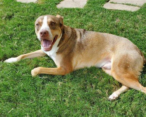 Enlarge Bucky, a Adoptable mixed breed in Spring, TX image 3/6