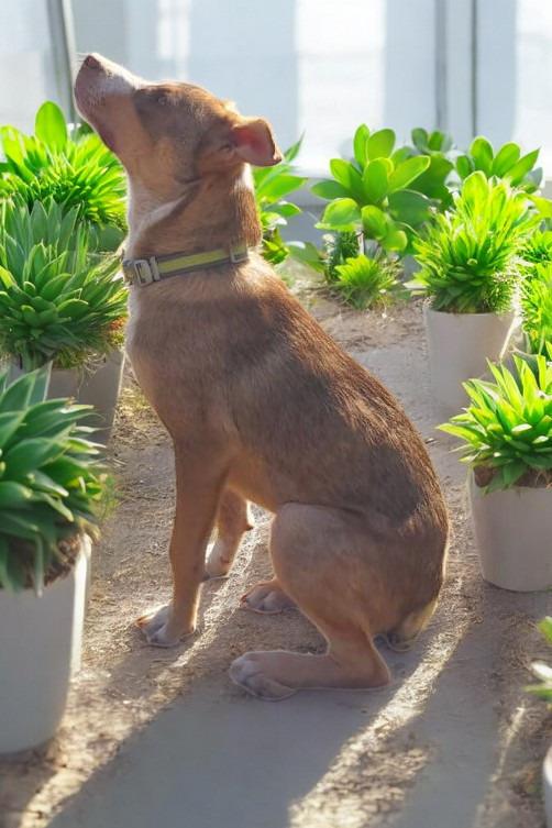 Enlarge Bucky, a Adoptable mixed breed in Spring, TX image 4/6