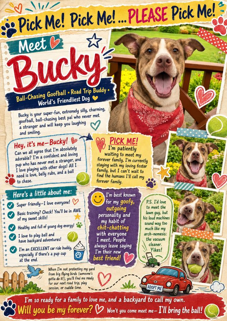 Enlarge Bucky, a Adoptable mixed breed in Spring, TX image 5/6