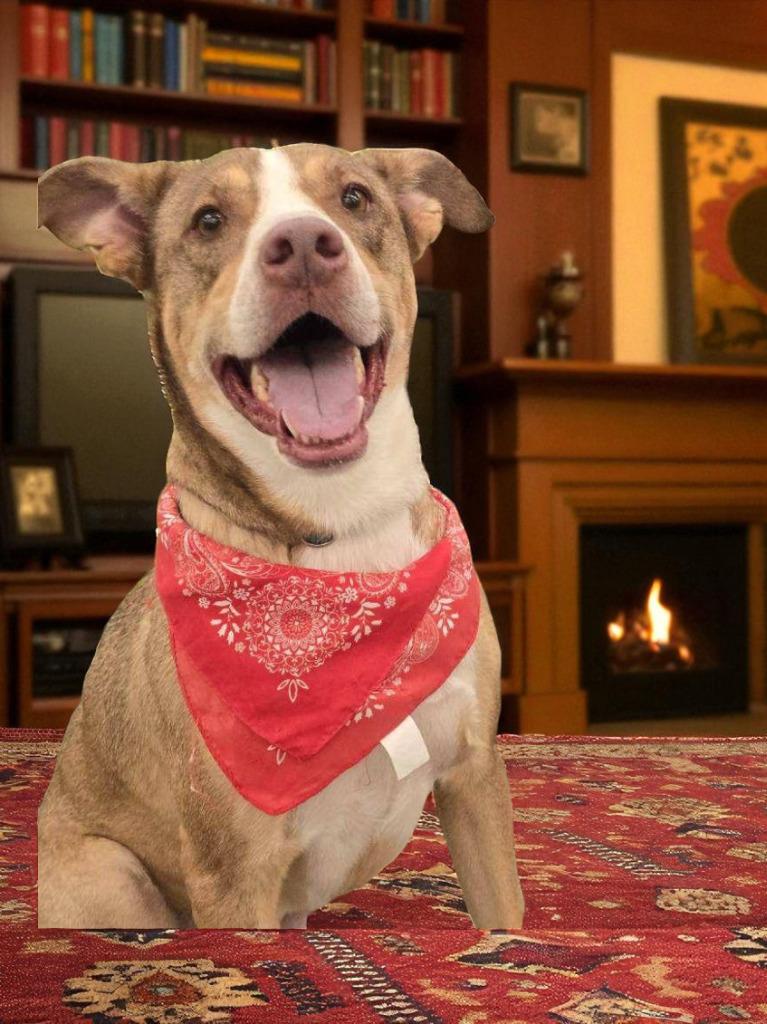 Enlarge Bucky, a Adoptable mixed breed in Spring, TX image 6/6