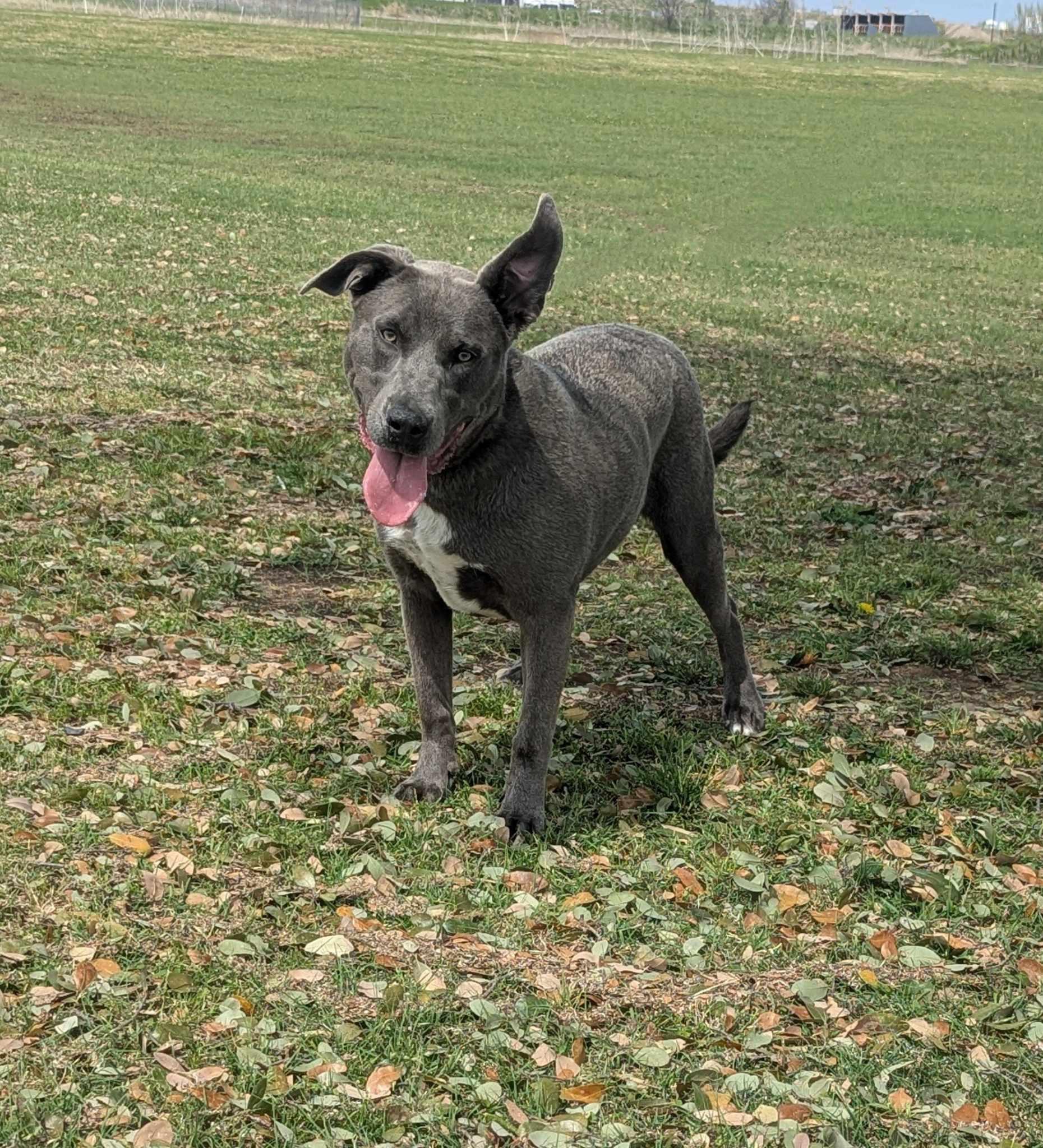 Lacy, Young Female Pit Bull Terrier