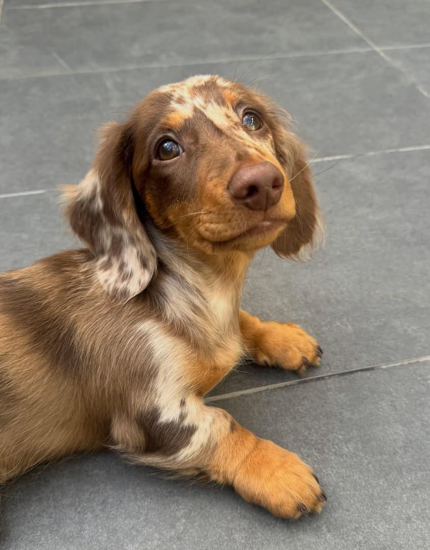 Otter, Adoptable, Young Male Dachshund.